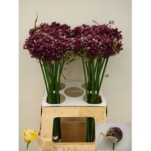 ALLIUM PURPL MYSTERY