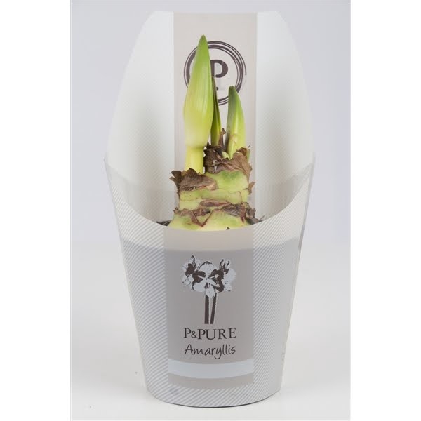 <h4>Hippeastrum white in P&PURE Collection sleeve</h4>