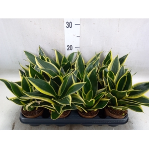 Sansevieria trifa. 'Hahnii'