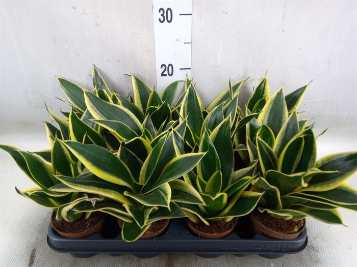 <h4>Sansevieria trifa. 'Hahnii'</h4>