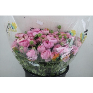 Ran Cloni Ex Rosa Succes