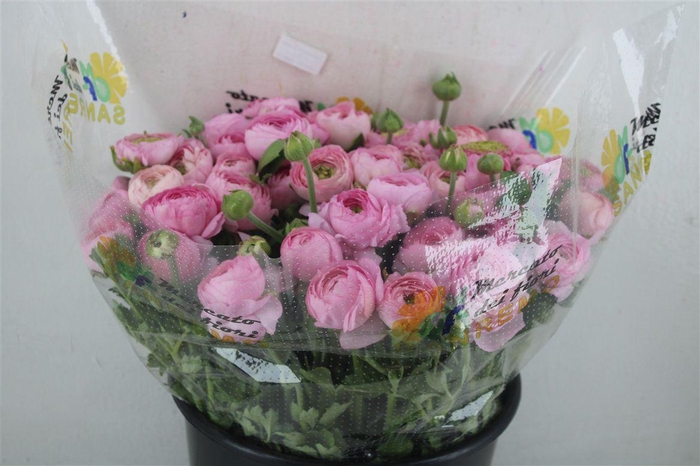 <h4>Ran Cloni Ex Rosa Succes</h4>