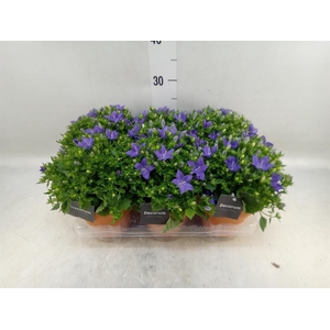 Campanula isoph. 'Napoli'