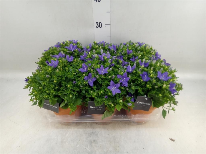 <h4>Campanula isoph. 'Napoli'</h4>