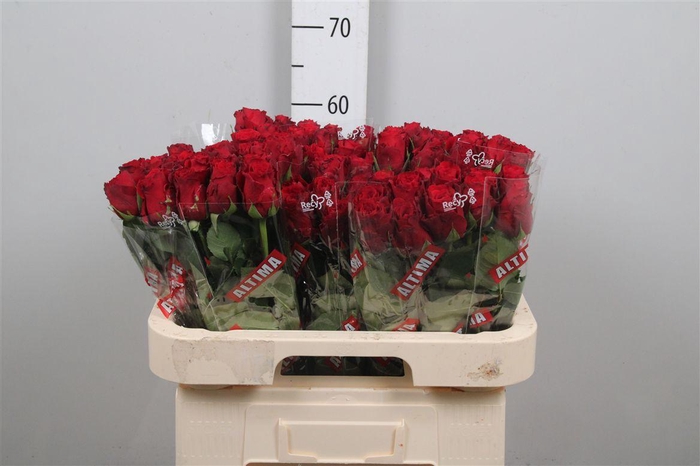 <h4>R Gr Upper Class</h4>