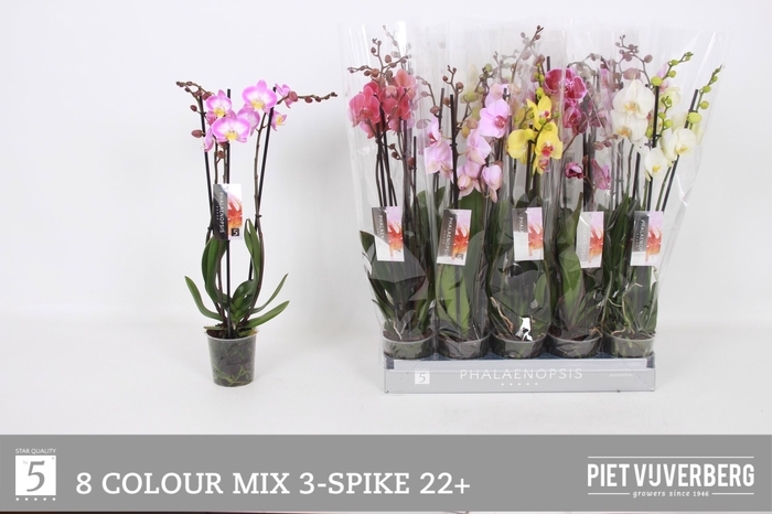 <h4>PHAL GEM 8 KL</h4>