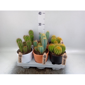 Cactus   ...mix