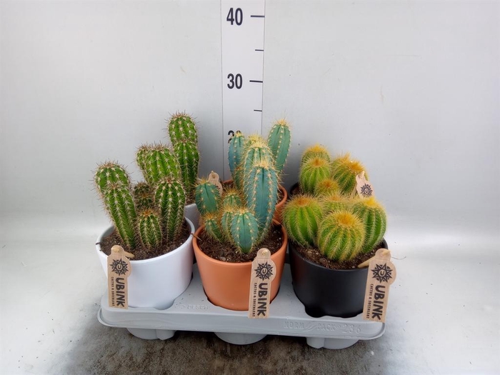 <h4>Cactus   ...mix</h4>
