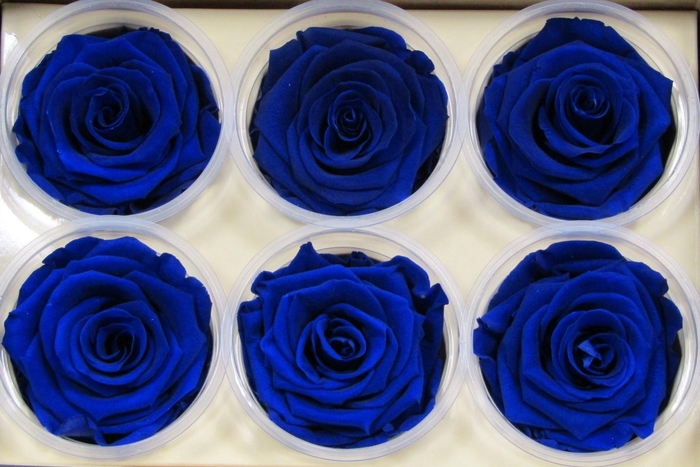 <h4>R Prs Blue Classy</h4>