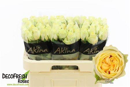 <h4>R Gr Buttercup</h4>