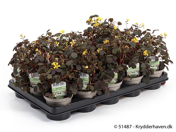 <h4>OXALIS VULCANICOLA</h4>