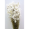 Dried Acroclinium Nat White Bunch