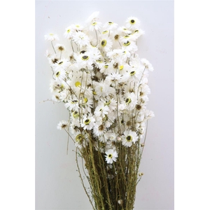 Dried Acroclinium Nat White Bunch