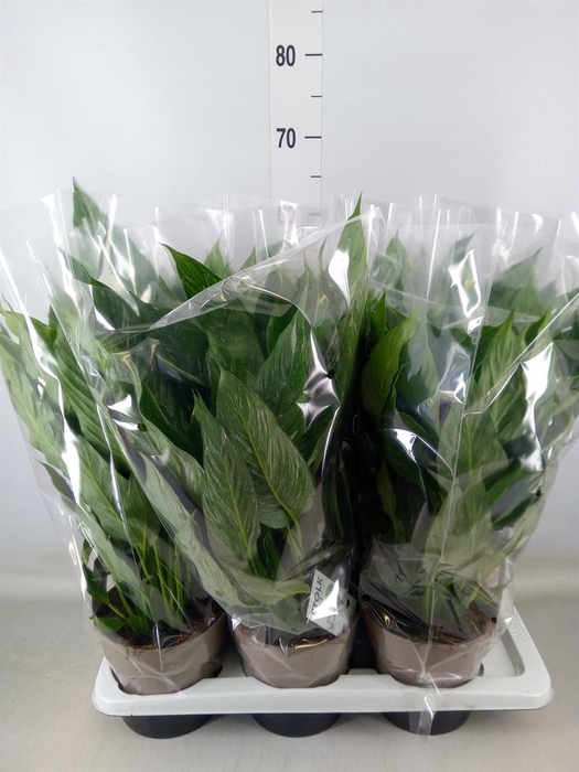 <h4>Spathiphyllum  'Diamond'</h4>