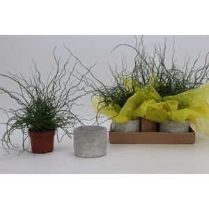 Juncus effusus Liebeslocken 12Ø 45cm