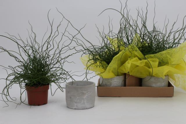 Juncus effusus Liebeslocken 12Ø 45cm