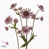 ASTRANTIA PINK SENSATION NL