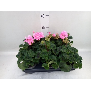 Pelargonium zona.   ...F1