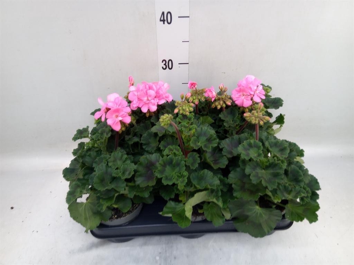 <h4>Pelargonium zona.   ...F1</h4>
