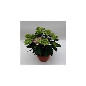 HYDR MACROPHYLLA GEM