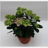 HYDR MACROPHYLLA GEM
