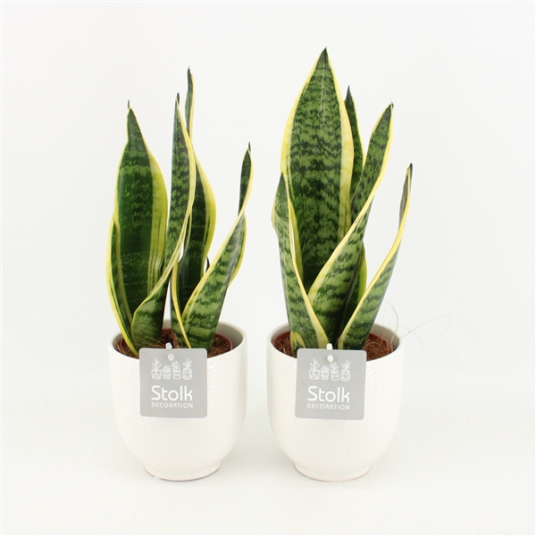 <h4>Sansevieria trifasciata Futura Superba</h4>