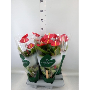 Anthurium andr. 'Tremendo'