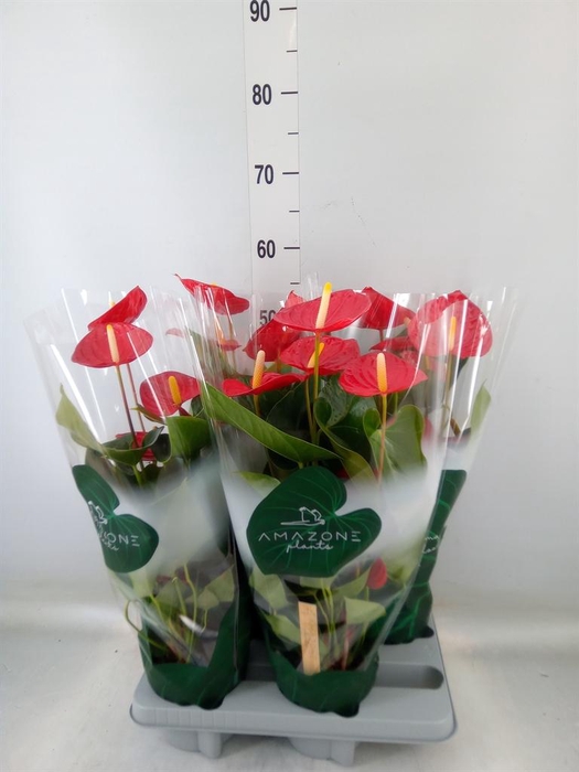 <h4>Anthurium andr. 'Tremendo'</h4>