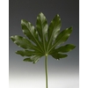 Fatsia japonica per bos