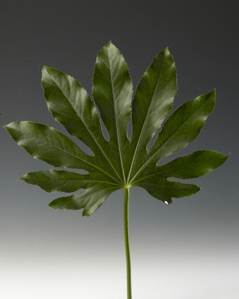 Fatsia japonica per bos