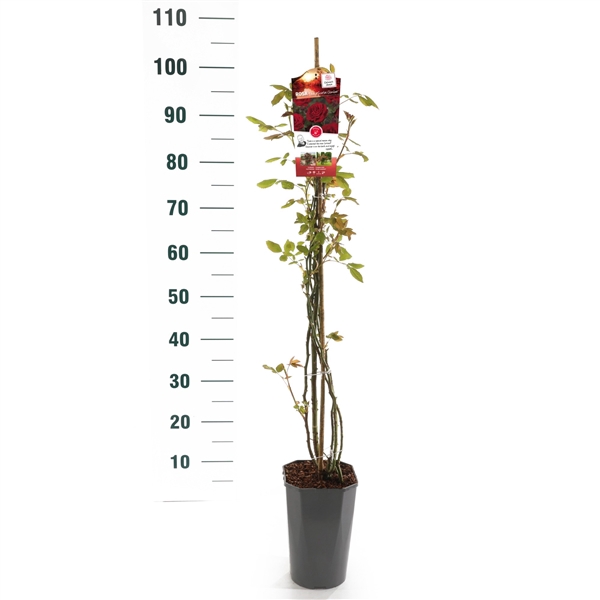 <h4>Rosa 'Paul's Scarlet Climber' - Klim - C3rp - Basic Collection</h4>