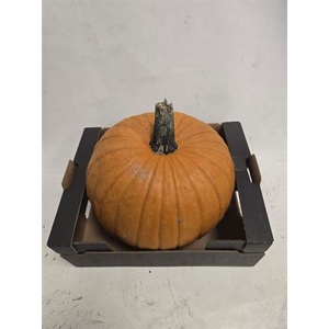 Cuc Maxima Halloween