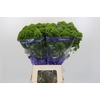 Trachelium Jade