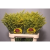 Solidago Tara Gold Buiten