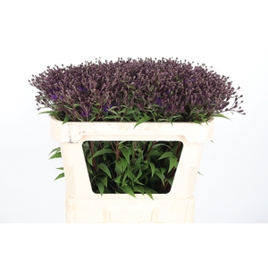 Vernonia Crinita