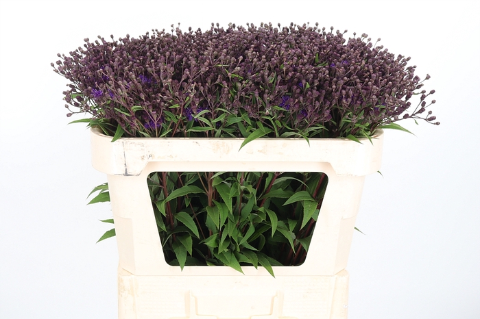 <h4>Vernonia Crinita</h4>
