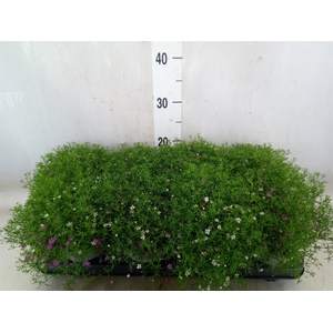 Gypsophila muralis   ...mix /pot