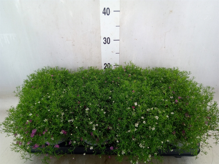 <h4>Gypsophila muralis   ...mix /pot</h4>