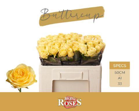 Rosa grootbloemig Buttercup