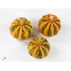 Cucurbita pepo 'Kamo-Kamo'