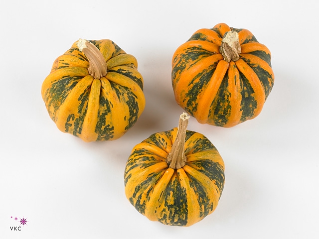 Cucurbita pepo 'Kamo-Kamo'
