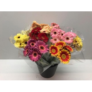 Mono Germini Ass x7 + 1 groen