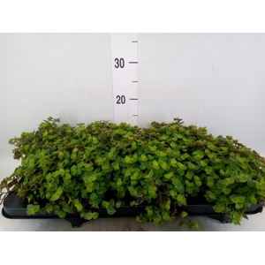 Callisia repens