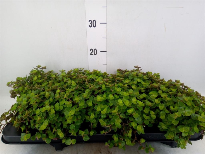<h4>Callisia repens</h4>