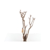 Syringa Branch Extra Duchamp