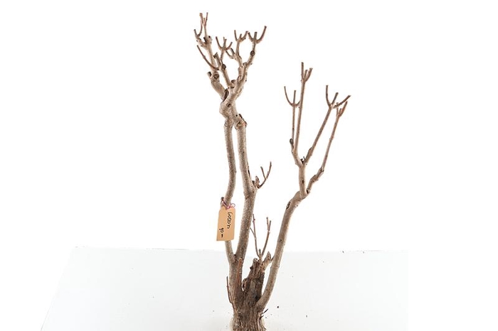 Syringa Branch Extra Duchamp