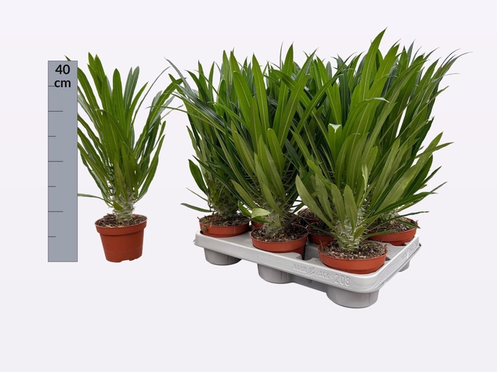 <h4>PACHYPOD LAMEREI</h4>