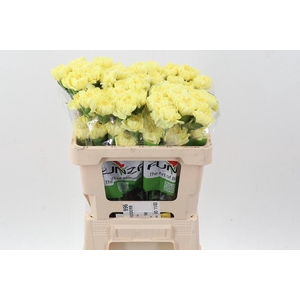 Di St Illiad Yellow 50cm