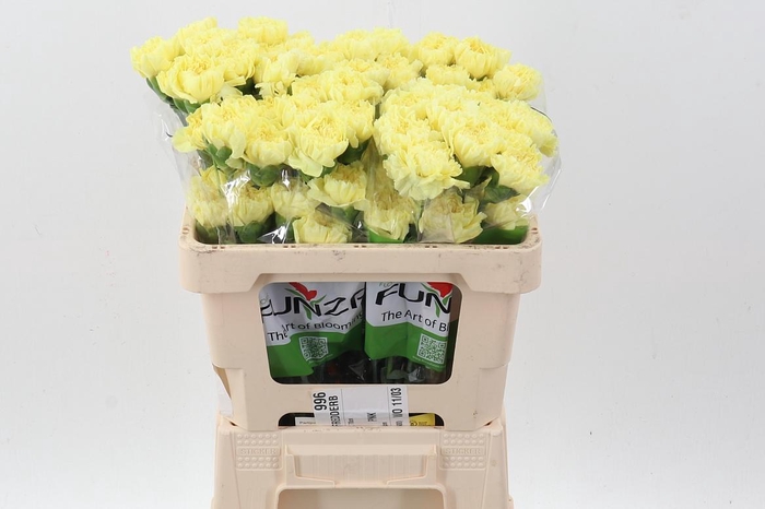 <h4>Di St Illiad Yellow 50cm</h4>