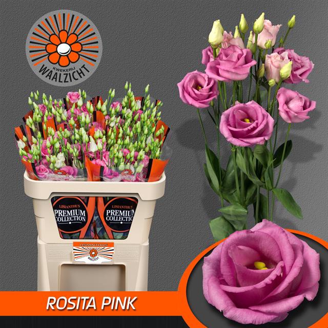 EUS G ROSI ROSE PINK